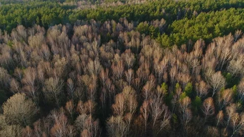 Flying over the tops of bare spring trees of mixed forest. Video stock 172484584
