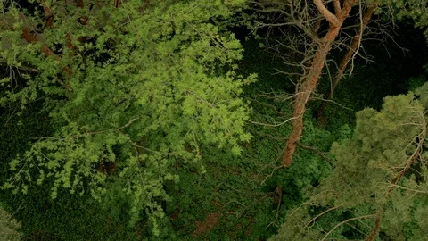 Flying over the tops of forest trees Stock Footage 108090769