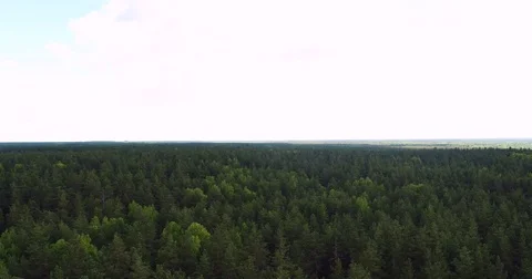 Flying over the tops of green trees Stock Footage 76740729