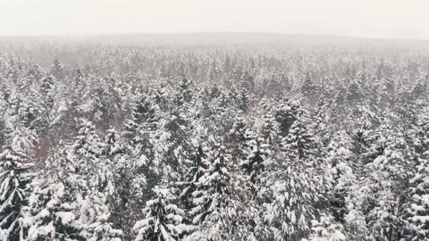 Flying over tops of snow pine trees 스톡 동영상 154437230