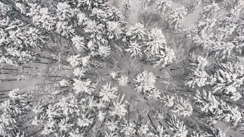 Flying over tops of snow pine trees Video stock 156501714