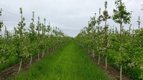 Flying over the tops of trees in an apple orchard with an irrigation system. Stock Footage 126650360