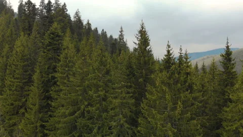 Flying over the tops of trees, coniferous green firs, against the backdrop of a Stock Footage 112868743