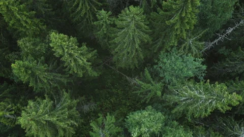 Flying over the tops of the trees. Coniferous picturesque forest. Stock Footage 202170542