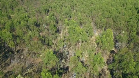 Flying over the tops of wild forest with a sparse canopy of green Stock Footage 81201719