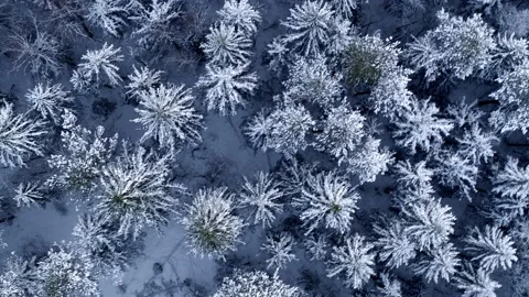 Flying over the tops of winter trees. The view from the top. 動画素材 147073298