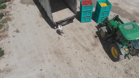 Flying over Tractor loading bell peppers boxes.Harvesting bell peppers.  Stock-Footage 100365704
