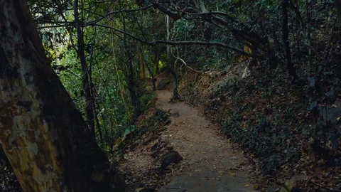 Flying Over the Trail in the Dramatic Jungle Stock Footage 109154490