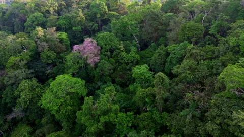 Flying over the tree canopy of a tropical forest in Ecuador, South America Stock Footage 236773608