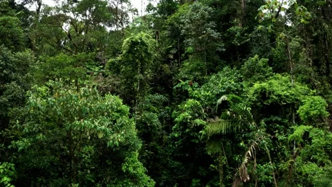Flying over the tree crowns of many young trees in a secondary tropical forest Stock Footage 151278893