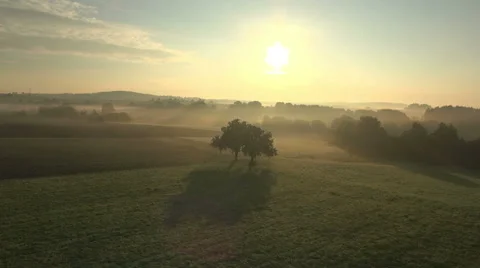 Flying over the tree. Stock-Footage 46052781