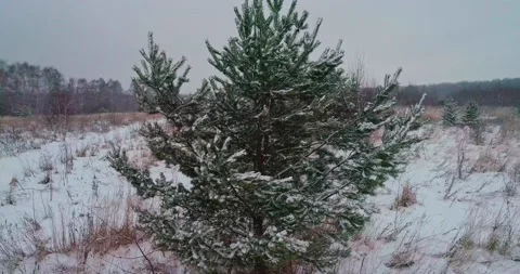 Flying over a tree Stock Footage 147195985