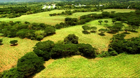 Flying over tree lined-grass plains and some coconut trees. 스톡 동영상 27340871