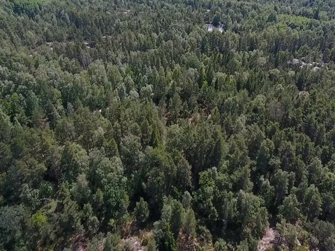 Flying over tree tops Stock Footage 77472462
