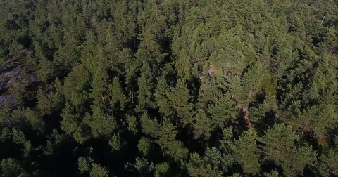 Flying over tree tops Stock Footage 77476743
