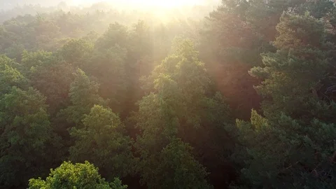 Flying over tree tops in the forest lit with beams of the rising sun. Aerial 스톡 동영상 113325161
