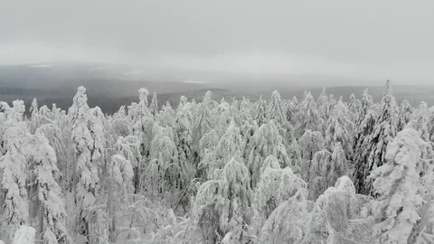 Flying over tree tops in winter snowy forest. Trees covered with snow and ice Stock Footage 122422753