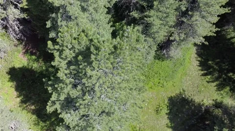 Flying over Trees - Aerial Flight Stock Footage 40854663