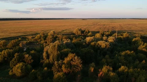 Flying over the trees and field. Golden sunset. Beautiful sky and clouds. Drone. Stock Footage 128627892
