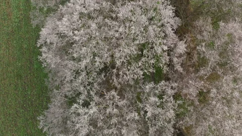 Flying over trees and fields Stock Footage 226983906