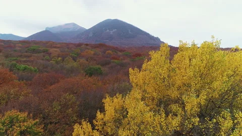 Flying over trees and forest yellowing in autumn Video stock 153342960