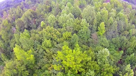 Flying over trees and pond in forest Stock-Footage 70166645