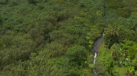 Flying Over Trees and a River Stock Footage 56242035