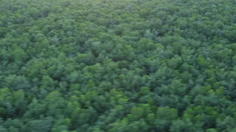 Flying Over Trees And Rivers Of Everglades Stock Footage 26249054