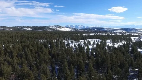Flying over trees and snow-covered ground Stock Footage 88784844