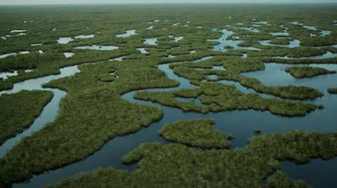 Flying Over Trees And Water Of Everglades 動画素材 26245186