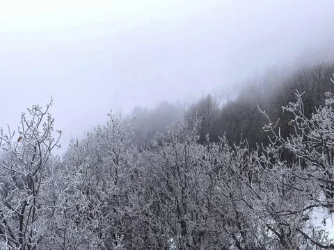 Flying Over Trees Covered With Snow Stock Footage 73548424