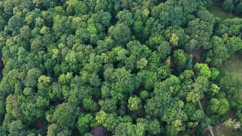 Flying over the trees in a dense green forest Stock Footage 227782912