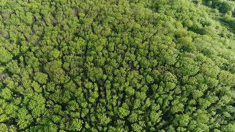 Flying over the trees down the mountain Video stock 85890840