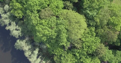 Flying over trees with a drone top down 動画素材 85223214
