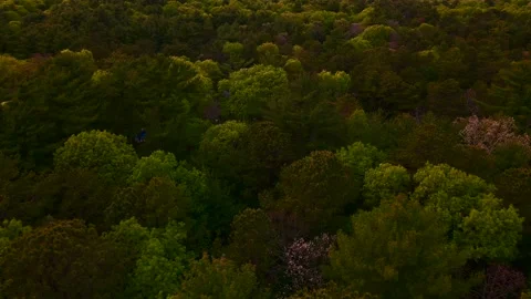 Flying over trees in East Hampton gives a fantastic view of different colors  Video stock 131111875