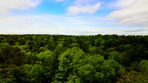 Flying over trees in East Hampton gives a fantastic view of different colors  Video stock 131197375