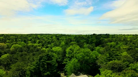 Flying over trees in East Hampton gives a fantastic view of different colors  库存影片 131202142