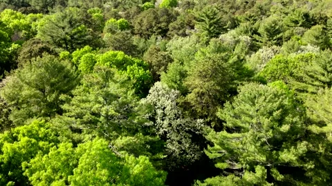 Flying over trees in East Hampton gives a fantastic view of different colors  Video stock 131458577