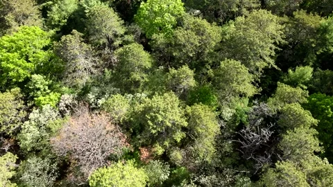 Flying over trees in East Hampton gives a fantastic view of different colors  Video stock 131458604