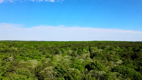 Flying over trees in East Hampton gives a fantastic Stock Footage 131459431