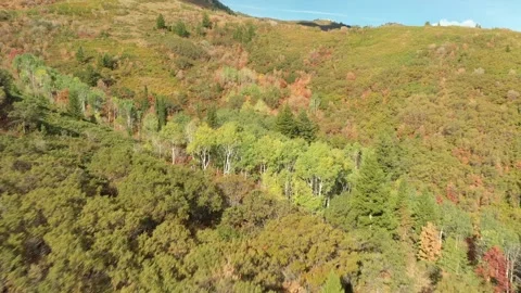 Flying over trees with fall colors 動画素材 296795272