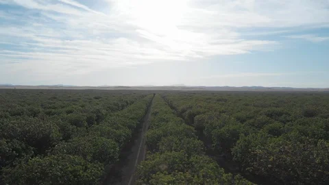 Flying Over Trees In A Field Stock Footage 89594060