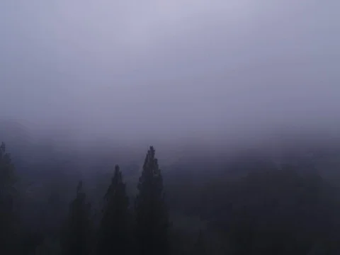 Flying over the trees in the fog Stock Footage