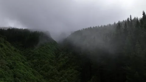 Flying over trees with fog Video stock 241758333