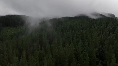Flying over trees with fog Video stock 241764583