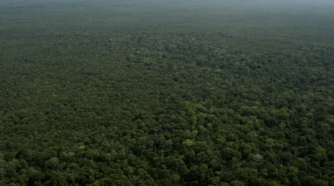 Flying over the trees Stock Footage 52351239