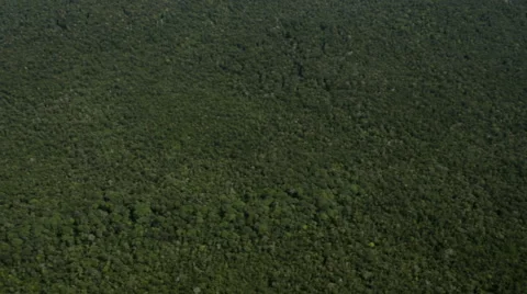 Flying over trees Stock Footage 52352416