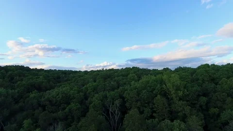 Flying Over Trees 動画素材 77073910