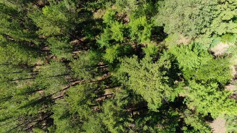 Flying over the trees Stock Footage 87789899