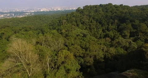Flying over the trees Stock Footage 106875649